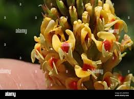 Image result for Hebenstretia