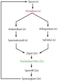Maybe you would like to learn more about one of these? Perbedaan Daur Hidup Tumbuhan Lumut Dan Tumbuhan Paku Idschool