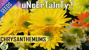 As the seed supply spills out of the first you can save seeds from all kinds of plants. Chrysanthemums From Seeds Easy Way To Propagate Mums But With Uncertainity Youtube