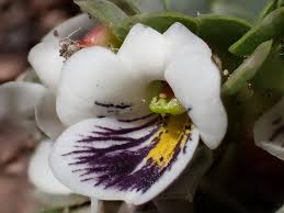 Image result for Viola abyssinica