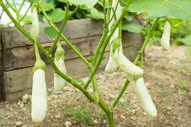 Most vegetable plants flower, but the reasons why vary. 9 Of The Best White Eggplant Varieties Gardener S Path
