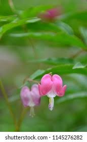 Image result for Impatiens bequaertii