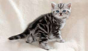 Find local british shorthair in cats and kittens in the uk and ireland. British Shorthair Cat Breed Information