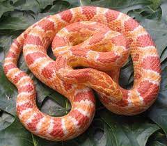 Imgs For Albino Corn Snake Corn Snake Snake Albino