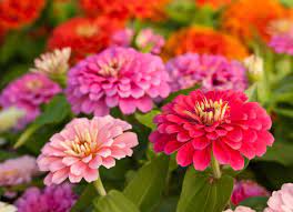 If you want to garden flowers throughout the year, you should be aware of the ones adjustable to weather changes. 14 Long Lasting Flowers For Your Yard Bob Vila