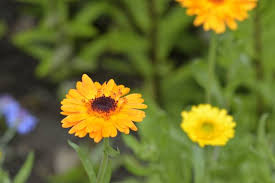 Image result for Gerbera viridifolia