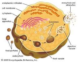 Maybe you would like to learn more about one of these? Plant And Animal Cells Test Flashcards Quizlet