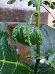 Image result for Solanum macrocarpon