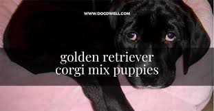 Golden corgis mix two friendly and adorable breeds. Golden Retriever Corgi Mix Puppies Reality And Myth Dog Dwell