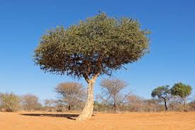 Image result for Boscia albitrunca