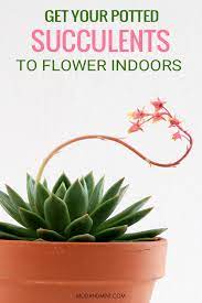 Maybe you would like to learn more about one of these? How To Get Your Indoor Succulents To Flower