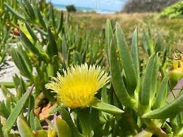 Image result for Carpobrotus