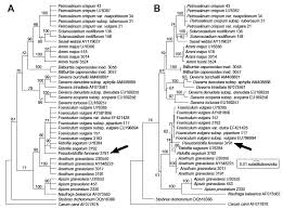 Image result for Deverra burchellii