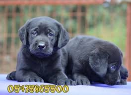 Siyah Labrador Yavru Labrador Retriever Turkey Https Www Yavrulabrador Com Siyah Labrador Yavrulari Html Labrador Retriever Retriever Labrador Retrievers