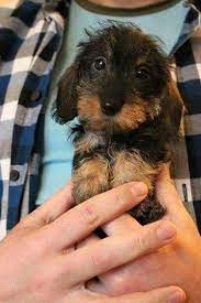 Mini French Bulldog Crochet Pattern Pdf Frenchie Dog Etsy In 2021 Wirehaired Dachshund Puppy Baby Dogs Dachshund Puppies