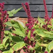 Image result for Amaranthus cruentus