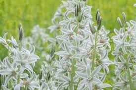 Image result for Ornithogalum