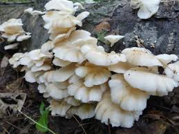 Oyster mushrooms have decurrent gills. Oyster Mushroom Identification Pictures Habitat Season Spore Print Pleurotus Ostreatus
