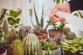 Los cactus son aquellas plantas que, por lo general, podríamos decir que se caracterizan por tener espinas que. Consejos Y Trucos Para El Cuidado Adecuado De Los Cactus Y Las Suculentas