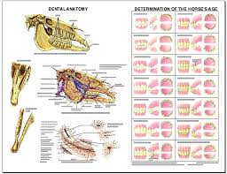 Equine Dental Anatomy Laminated Chart Lfa 2538