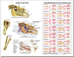 equine dental anatomy laminated chart lfa 2538