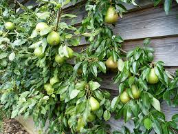 The best rootstock for the average for example, apple trees are naturally more spreading, while pears and plums tend to be more vertical in their growth. How To Train Fruit Trees Suffolk Fruit And Trees The Fruit Tree Specialists