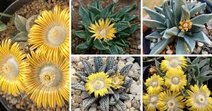 Image result for Nananthus