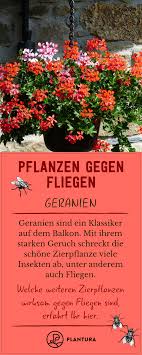 Pflanzen Gegen Fliegen So Vertreiben Sie Die Plagegeister Naturlich Pflanzen Geranien Zierpflanzen