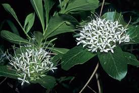 Image result for Pavetta mocambicensis