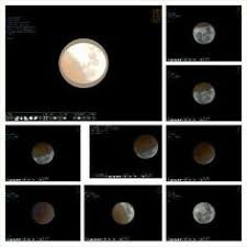 You can do the exercises online or download the worksheet as pdf. 34 Ide All Minds Liburan Impian Kucing Hutan Norwegia Kucing Siberia