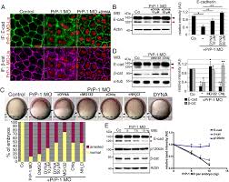 Activation of zebrafish Src family kinases by the prion protein is an  amyloid-β-sensitive signal that prevents the endocytosis and degradation of  E-cadherin/β-catenin complexes in vivo