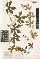 Image result for Coccinia sp. A