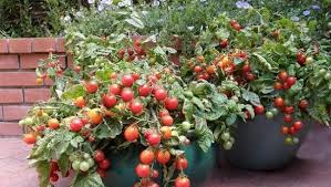 Check spelling or type a new query. Beberapa Contoh Tanaman Buah Yang Cepat Panen