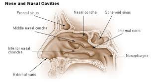 It separate the nasal cavity from the brain and is one of the bones that make the orbit holding the eyes. Seer Training Nose Nasal Cavities Paranasal Sinuses