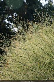 Image result for Panicum novemnerve