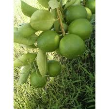 Daftar nama buah berawalan huruf c dilengkapi dengan gambar buah dan nama buah tersebut dalam bahasa latin dan bahasa inggris. Buah Limau Nipis Segar Dari Ladang 1kg Shopee Malaysia