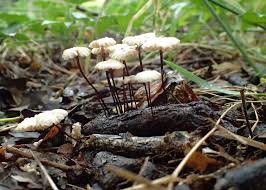Image result for Marasmius rotula