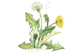 Unkraut Vernichten Ohne Chemie Garten Freizeit Unkraut Vernichten Unkraut Im Garten Unkraut