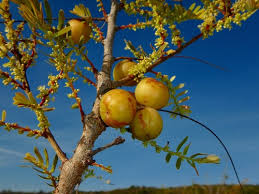 Image result for Phyllanthus microdendron