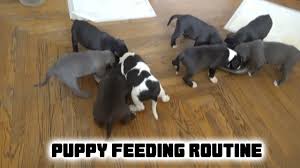 Americanbully #americanbullydiet how to feed your american bully puppy to gain weight hope you guys like and enjoy it. How We Feed Our American Pit Bully Puppies Youtube