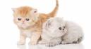 Exotic Shorthair Kittens Available – Stellarosa Exotics