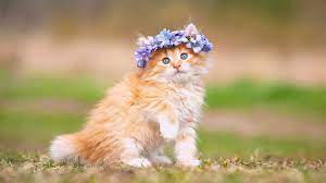 Fluffy Kitten Wallpapers High Quality Animals Cats Fluffy Kittens