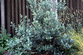 Image result for Feijoa sellowiana