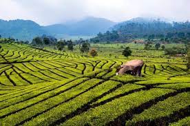 Jawa barat merupakan daerah penghasil teh terbesar di indonesia. 5 Lokasi Wisata Kebun Teh Yang Patut Anda Kunjungi