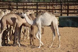Camels do not store water in their humps. Camels Humps Are Not Used To Store Tsabong Eco Tourism Camel Park Facebook