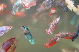Female Betta Guide A Rainbow Of Colors Baby Betta Fish Betta Fish Care Betta Fish