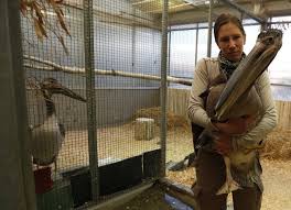 Free things to do in london with kids Prague Zoo Sends 3 Pelicans To London S St James S Park