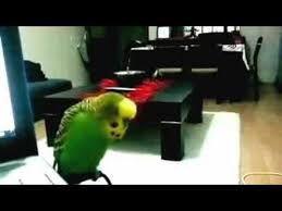 Konusan Muhabbet Kusu Youtube Parrot Gaming Logos Bird