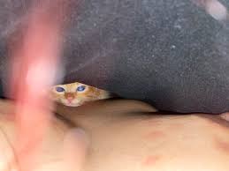 mdAfham6@gmail.com (@MAfham6)  X