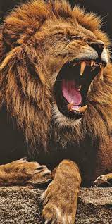 Lion Roaring Iphone Wallpaper Lions Photos Lion Images Lion Wallpaper